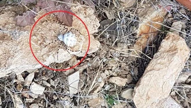 Malatya’da görüldü: Dünyanın en zehirli örümceklerinden Malatya’da görüldü: Dünyanın en zehirli örümceklerinden