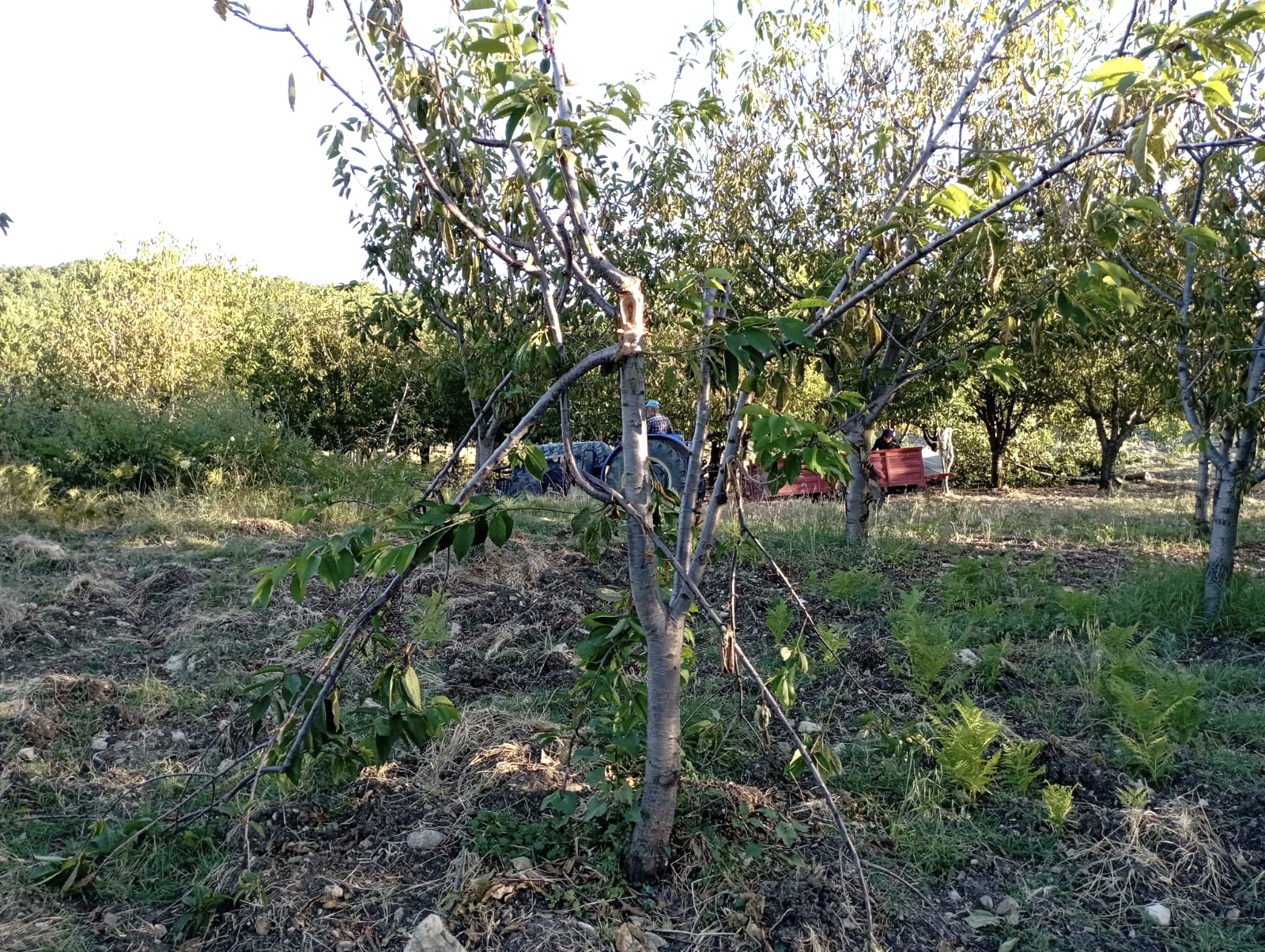 Bursa’nın bu ilçesindeki üreticiden ciddi iddia!
