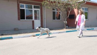 Bursa’da 1 ay önce protez pati takılmıştı! Yürümeye başladı