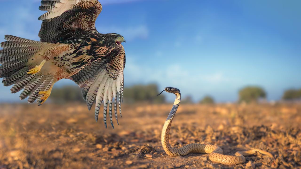 Önce üzerine yılan düştü, ardından şahin saldırdı Önce üzerine yılan düştü, ardından şahin saldırdı