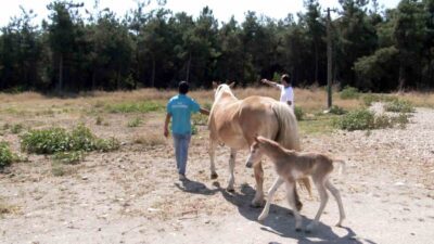 Uludağ Üniversitesi’nde tay sevinci