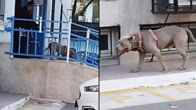 Okul bahçesinde pitbull paniği! Ekiplere haber verildi