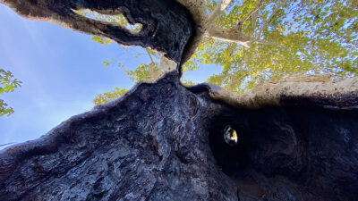 860 yıldır ayakta! Zamana meydan okuyor…