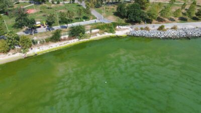 Deniz yeşile büründü! Kirliliğe aldırış etmeden…