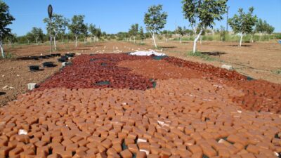 Buranın ürünü gibisi yok! Fıstıkların ince bir ipe dizilerek…