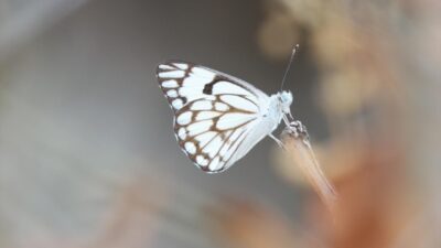 7 yıl sonra yeniden görüntülendi