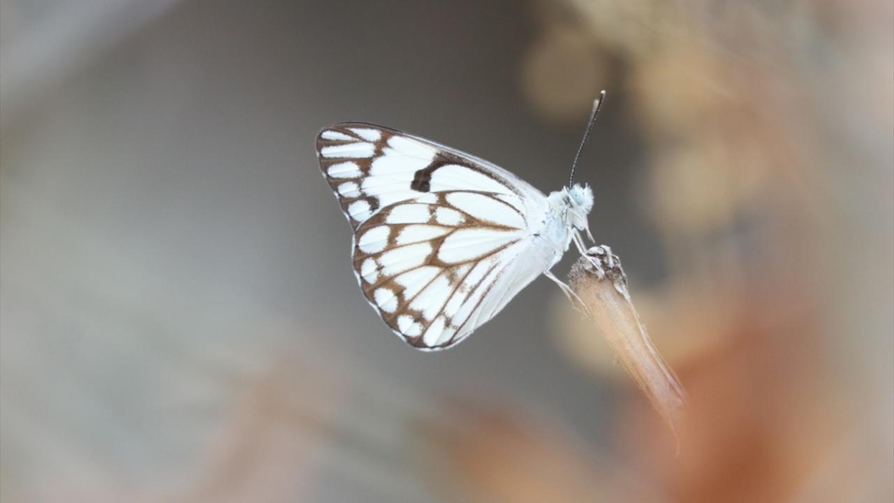 7 yıl sonra yeniden görüntülendi