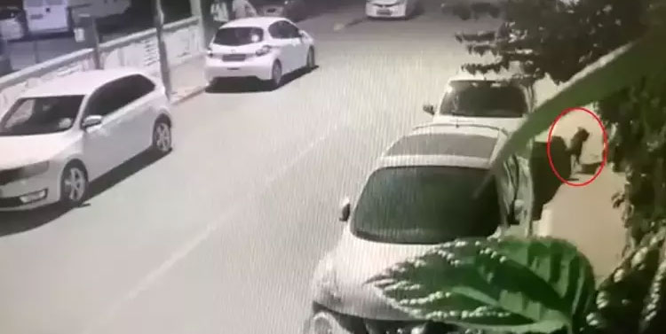 Başıboş pittbull dehşeti! 1 ayda ikinci kez köpek saldırısına uğradı