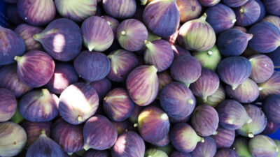 Bursa’da incir üreticisi dertli