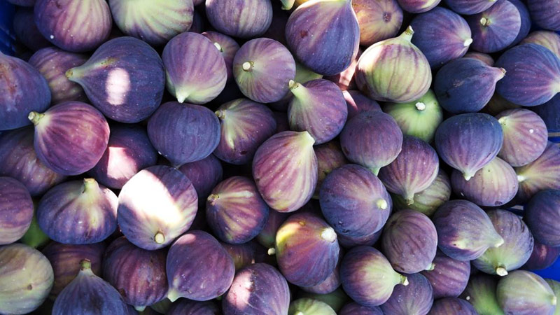 Bursa’da incir üreticisi dertli Bursa’da incir üreticisi dertli