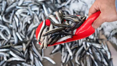 Hamsi fiyatı 120 liradan 80 liraya düştü