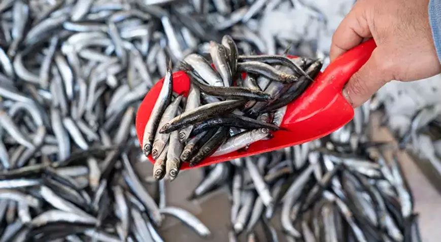 Hamsi fiyatı 120 liradan 80 liraya düştü