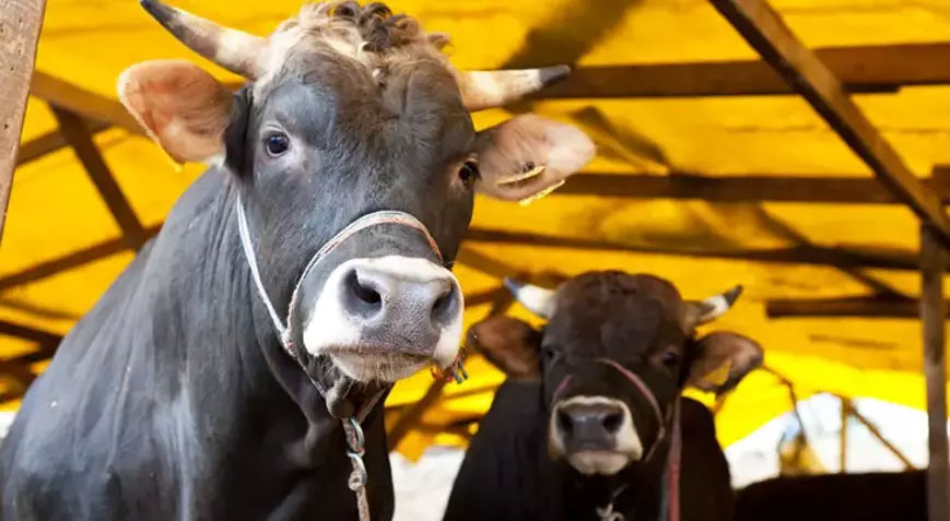 2023’te şap hastalığı nedeniyle 16 milyon hayvan aşılandı