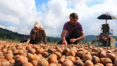 Fındık üreticilerinin zorlu kurutma mesaisi