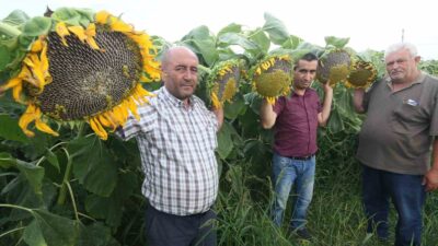 Bursa’da ay çekirdeği çiftçinin yüzünü güldürecek