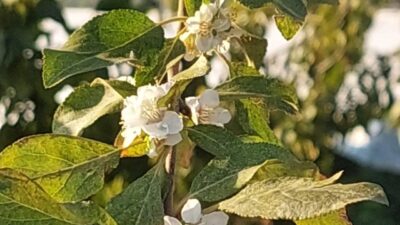 Eylül ayında erik ağacı çiçek açtı