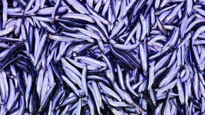 Hamsinin kilosu 50 liraya düştü