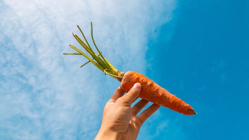 ABD'de yapılan yeni araştırma, havuçların renginin turuncu olması için 3