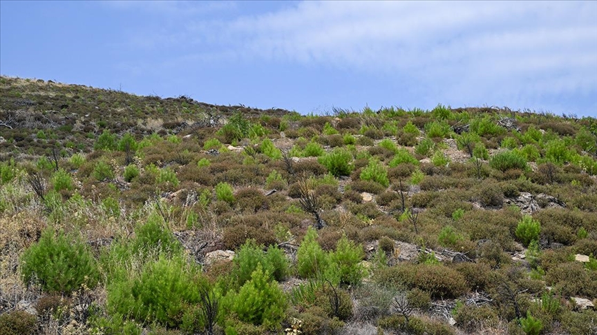 İzmir’de 4 yıl önce yanan ormanlık alana dikilen fidanlar büyüyor