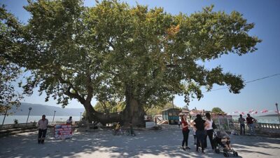 Bursa’daki çınarın dinmeyen acısı sizi de duygulandıracak!