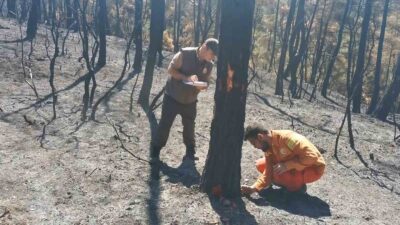 Bursa’da yanan 25 hektarlık ormanın bilançosu çıkarılıyor