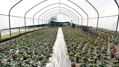 Bursa’nın çiçekleri, bu ilçede yetişiyor!