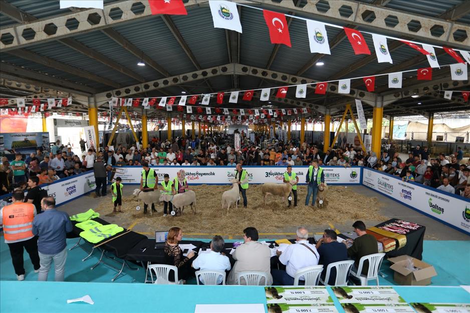 İnegöl’de podyum koç ve süs tavuklarının