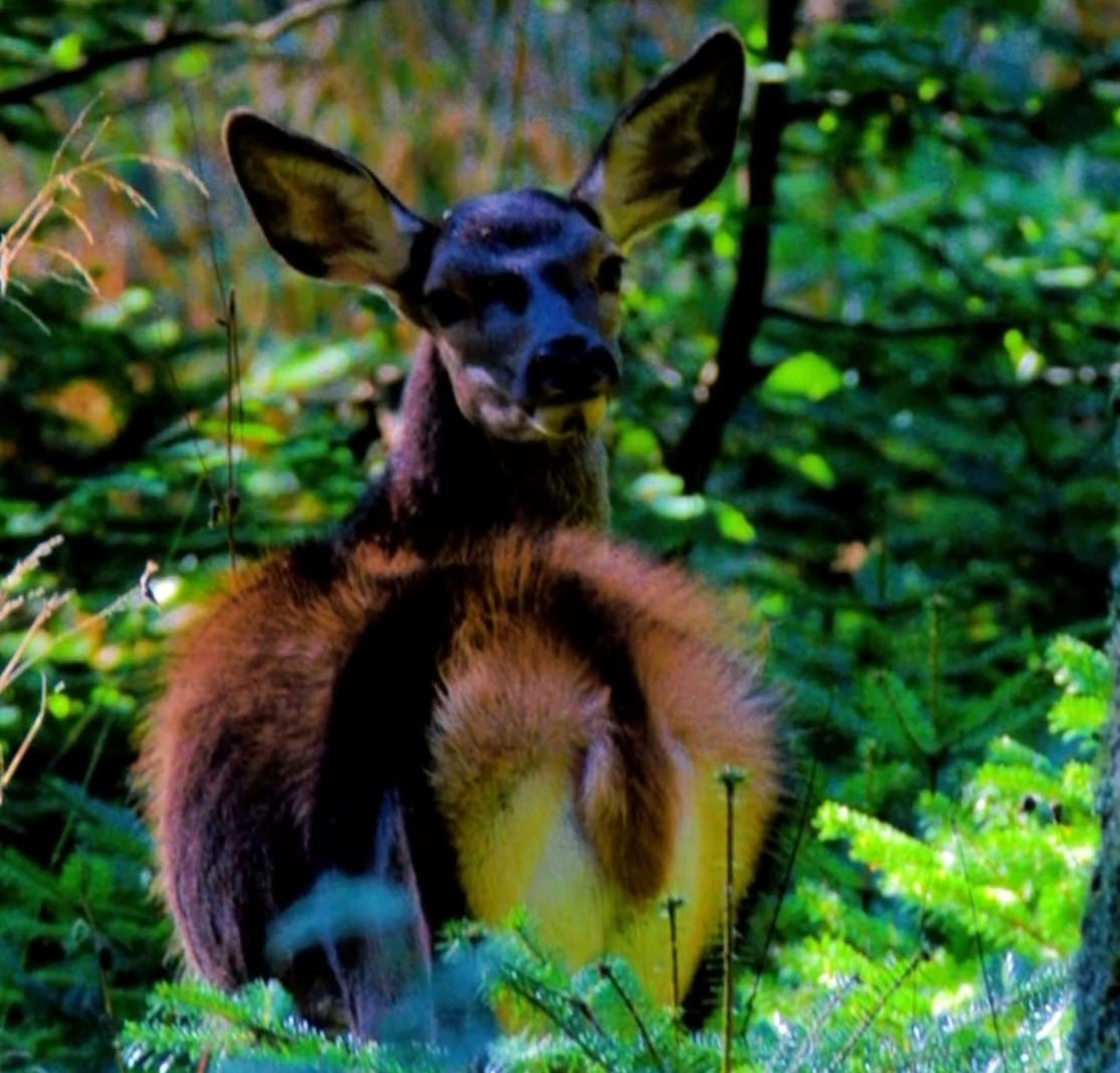 Bursa’da nadir görülen kızıl geyik görüntülendi Bursa’da nadir görülen kızıl geyik görüntülendi