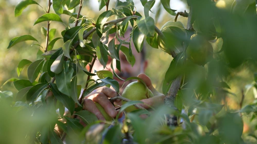 Bursa’nın dünya markası ürününde hasat zamanı