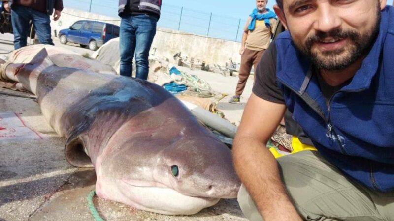 Bursa’da 1 tonluk köpekbalığı yakalandı! Gemlik körfezinde balıkçıların ağına 1 tonluk 3.5 metre boyunda köpekbalığı