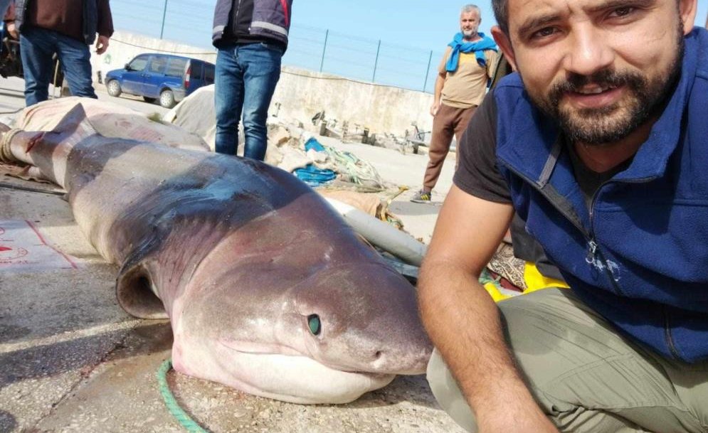 Bursa’da 1 tonluk köpekbalığı yakalandı!