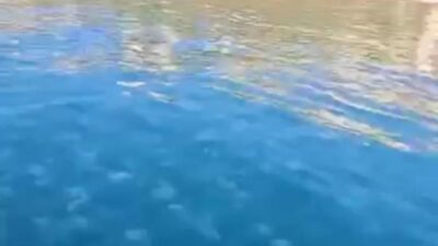 Gemlik kıyılarında denizanası istilası!