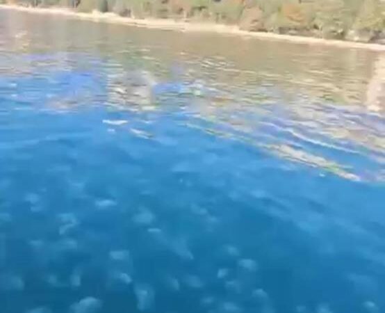 Gemlik kıyılarında denizanası istilası! Marmara Denizi’nin güney kıyılarını oluşturan Bursa’nın Gemlik ilçesindeki kıyı şeridinde