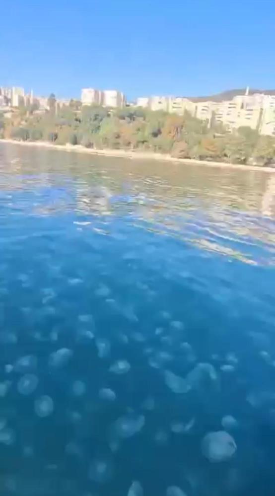 Gemlik kıyılarında denizanası istilası!