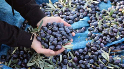 Marmarabirlik zeytin alım fiyatlarını yükseltti