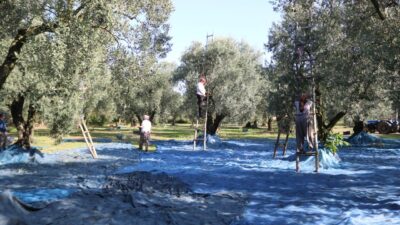 Marmarabirlik zeytin alım fiyatlarını açıkladı! İşte 2023-24 tarifesi…