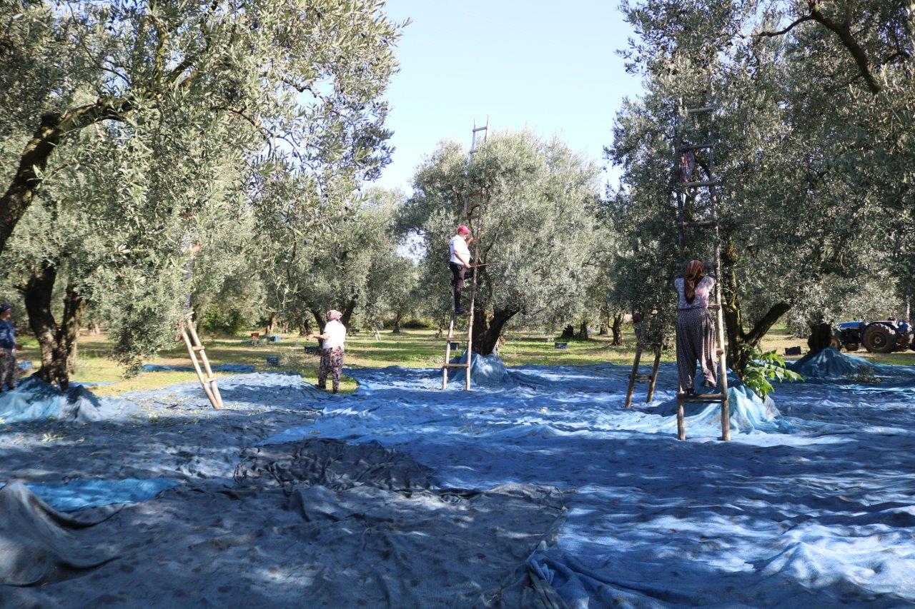 Marmarabirlik zeytin alım fiyatlarını açıkladı! İşte 2023-24 tarifesi…