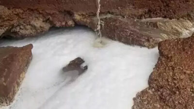 Denizin rengi değişti, çok sayıda balık öldü, çevreye kötü koku yayıldı! ‘Bu insanlık suçu’