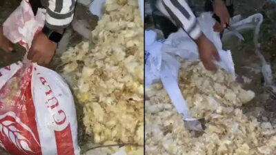 Amasya’da vahşet! Ağzı bağlı çuvallarda 600 ölü civciv çıktı