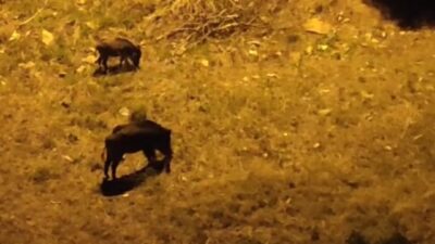 Bursa’da aç kalan domuz sürüsü şehir merkezine indi