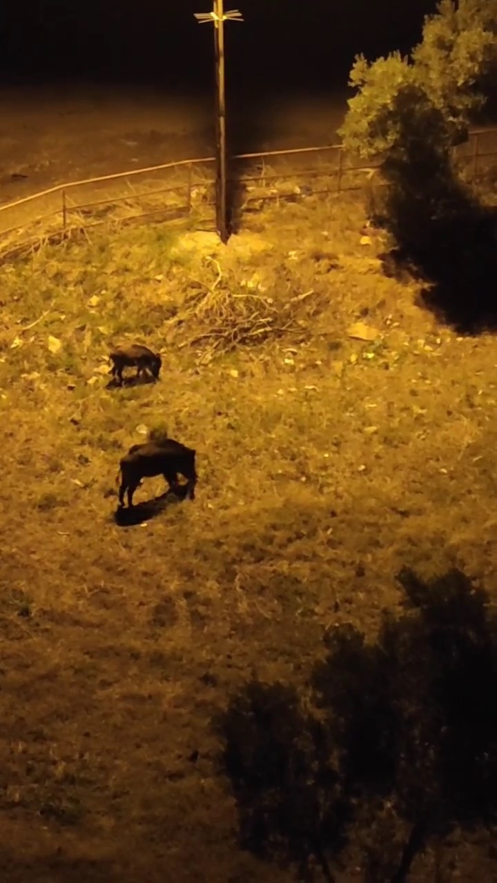 Bursa’da aç kalan domuz sürüsü şehir merkezine indi Bursa’da aç kalan domuz sürüsü şehir merkezine indi