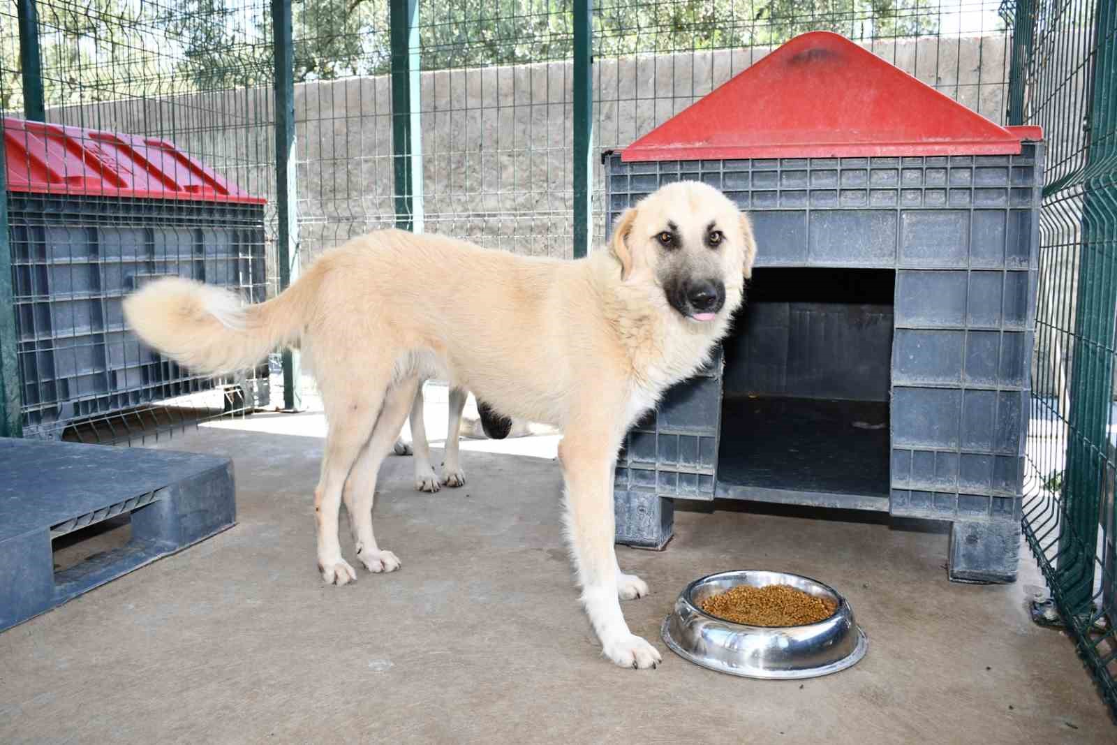 İznik’teki sokak hayvanları için tam teşekküllü merkez İznik’teki sokak hayvanları için tam teşekküllü merkez