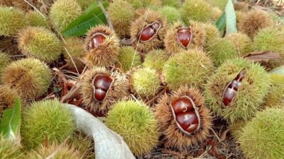 Bursa’da kestane hasadı başladı