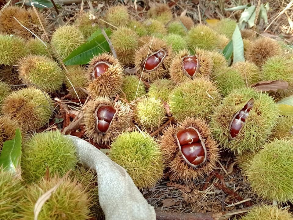 Bursa’da kestane hasadı başladı