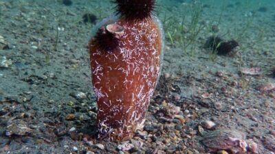 Prof Dr. Mustafa Sarı: “Pinalar Marmara, Marmara pinalar için umut”