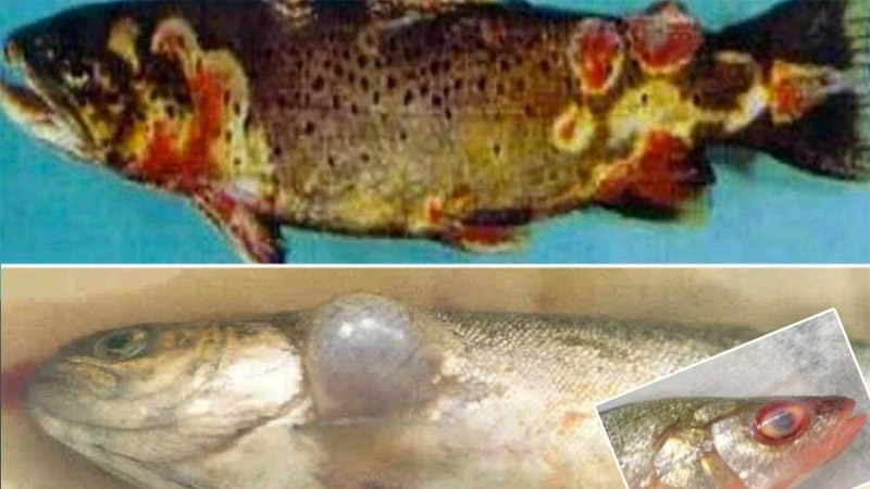 Karadeniz’de yayılıyor! Balıkta VHS alarmı