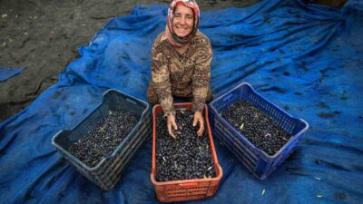 Bursa’da 25 bin ton zeytin beklentisi!