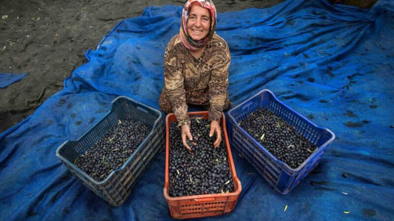 Bursa’nın Orhangazi ilçesinde zeytin hasadı için geri sayım başladı.