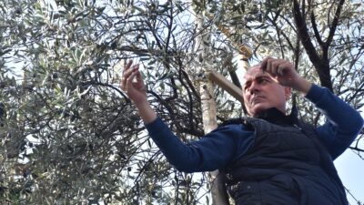 Marmara’nın incisi ve zeytinin başkenti; Gemlik