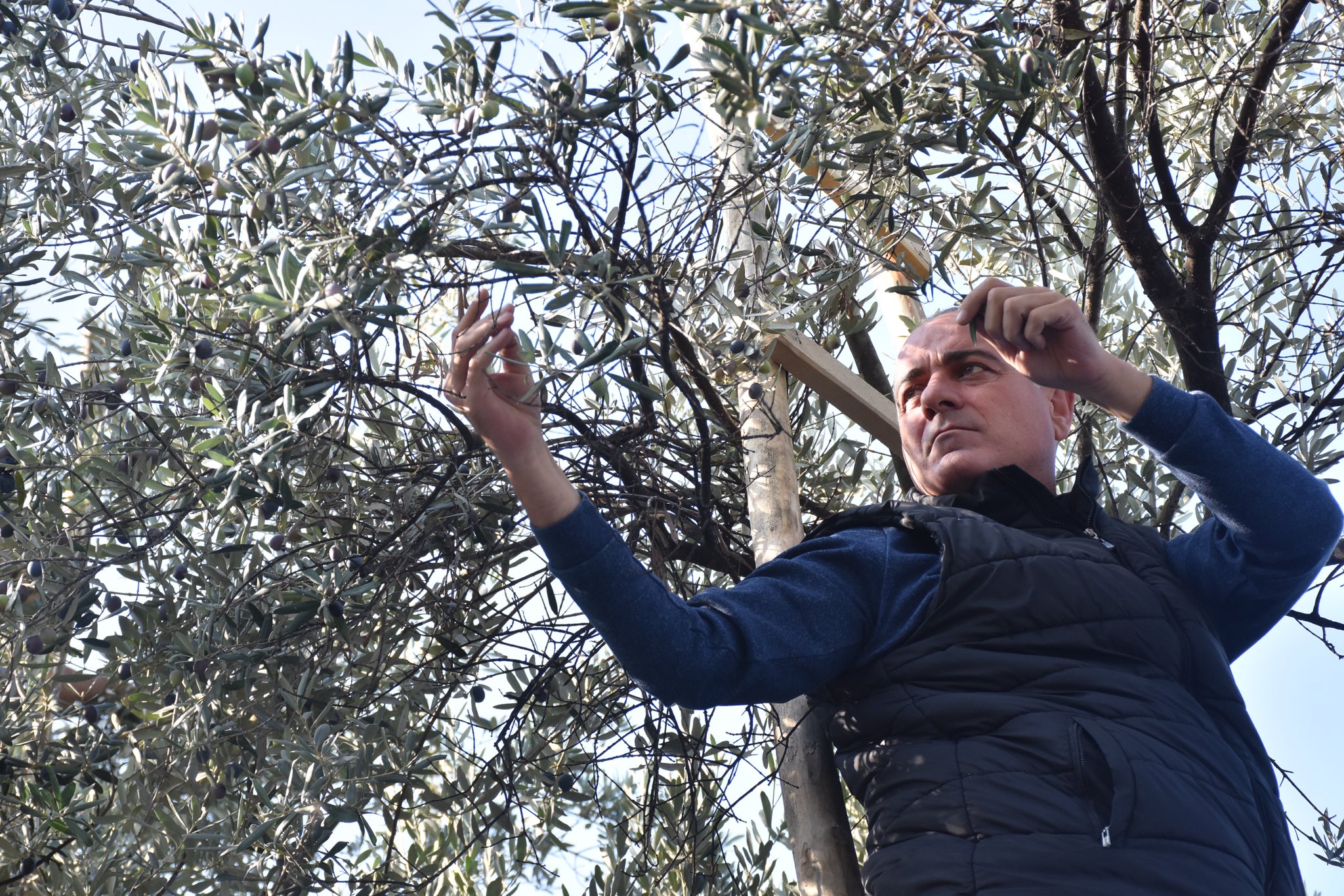 Marmara’nın incisi ve zeytinin başkenti; Gemlik Marmara’nın incisi ve zeytinin başkenti; Gemlik